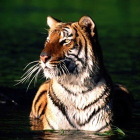 Мотивационная стратегия «Тигра»