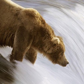 Мотивационная стратегия «Медведя»