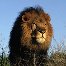 Мотивационная стратегия «Льва»